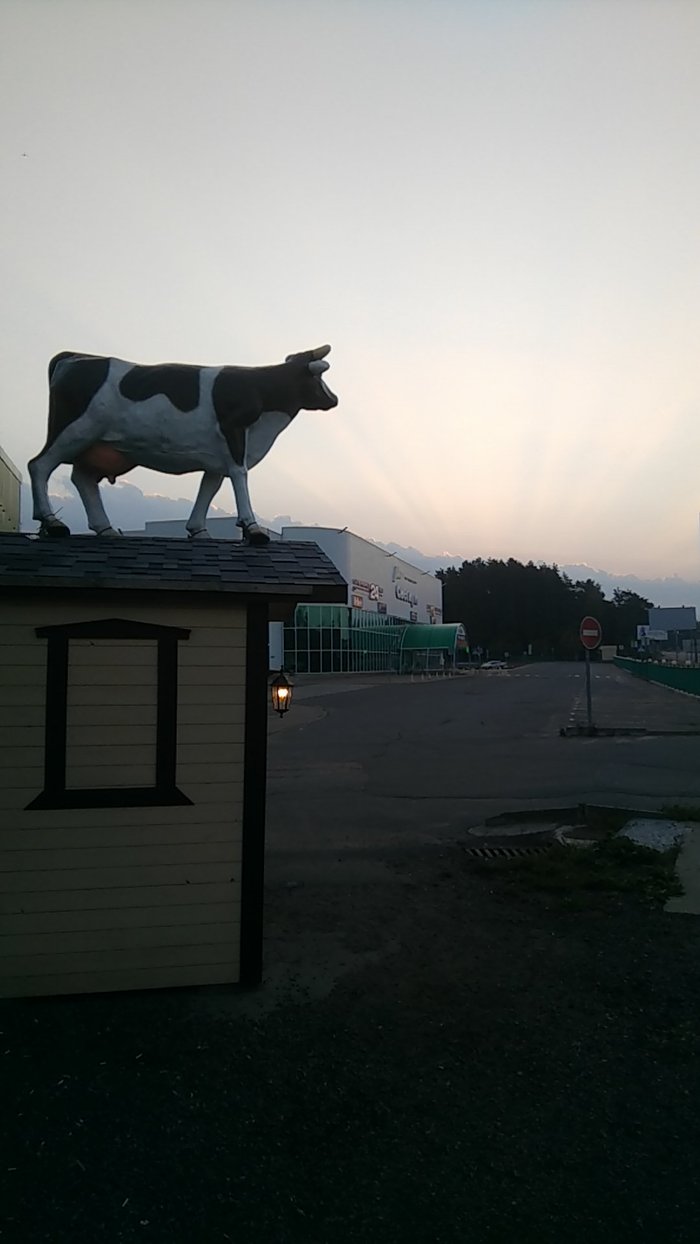 that's such beauty - My, Cow, The photo, Morning, From work