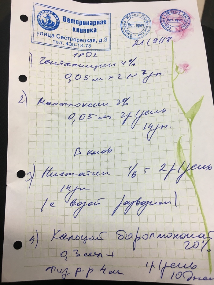 Срочно нужна помощь голубю!Санкт-Петербург. - Моё, Помощь, Птицы, Волонтерство, Приют для животных, Голубятня, Голубятня для голубей, Длиннопост, Помощь животным