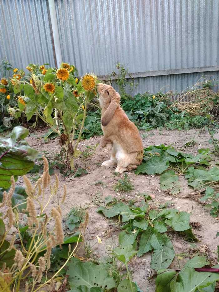 Bunny rejoices in the last days of summer - My, Animals, Rabbit, Summer