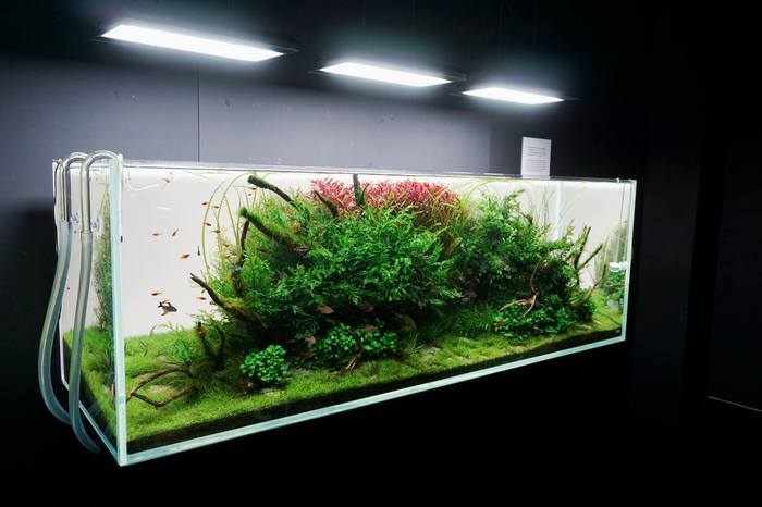 "Природный аквариум" Такаши Амано.