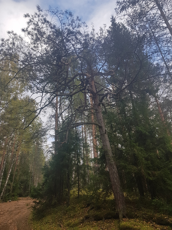 Пикабушное выживание часть 3. Отчёт. Поход, Выживание, Шалаш, Пвд, Природа, Длиннопост