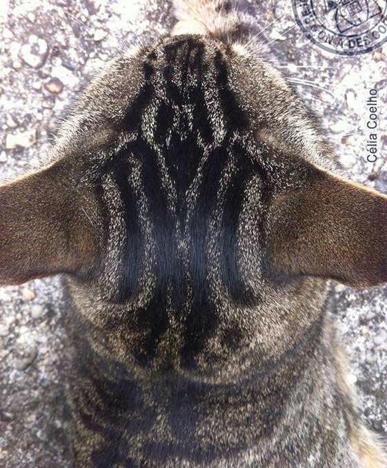 Darth vader - cat, Darth vader, The photo, Pareidolia