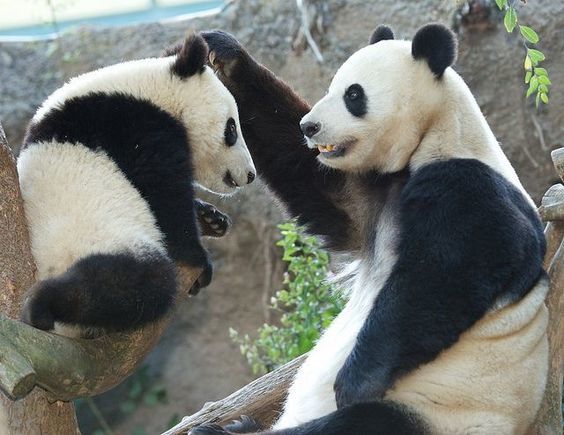 Иди поглажу