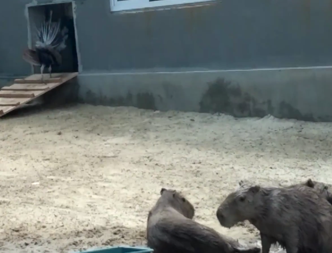 capybarism - My, Capybara, Animals, GIF, Longpost, Rodents