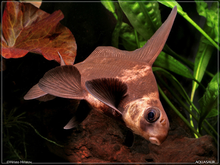 Китайский чукучан, миксоциприн (Myxocyprinus asiaticus)