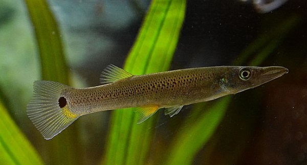 Белонесокс (Belonesox belizanus)