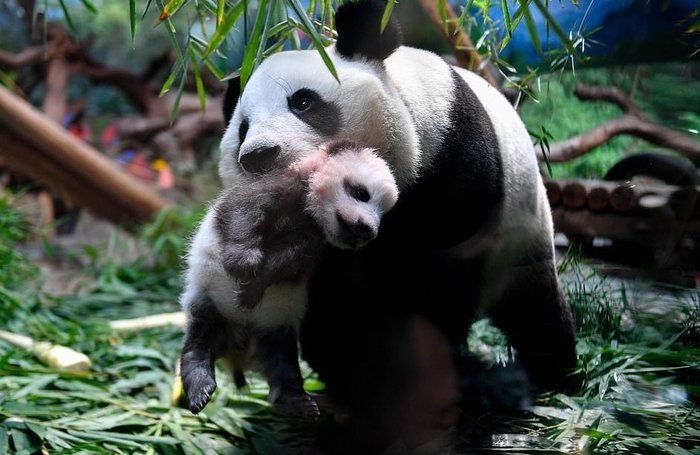 Video: panda nurses her two-month-old cub - , , Animals, Zoo, China, Panda, Video, Longpost