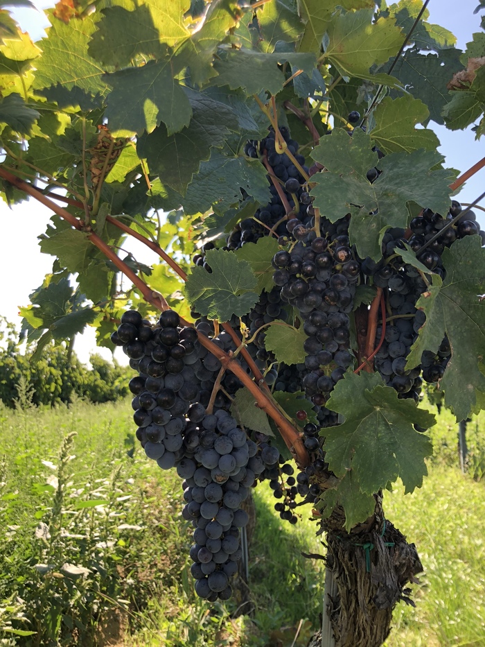 Harvesting - My, Grape, , Austria