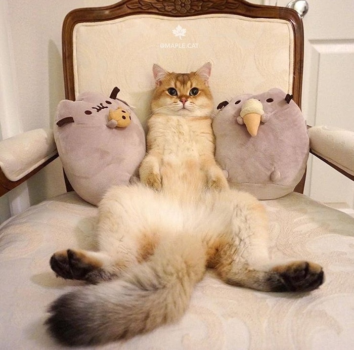 Всем спокойной ночи..