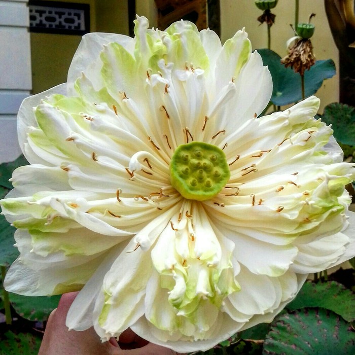 ������ ������.