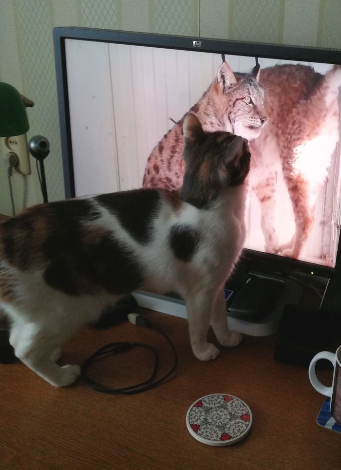 Cats webcam. Кот в веб камере. Котик с вебкой. Веб камера с котиком.
