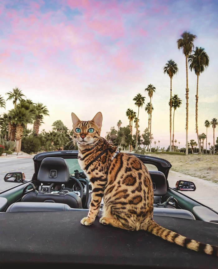 California - California, Bengal cat, Sukiicat, cat