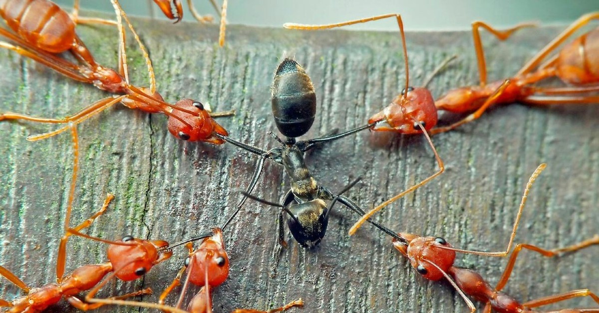 Тля рыжий муравей тип биотических отношений. Красный муравей рабовладелец. Красные муравьи Муравейник. Муравейник красных муравьев. Красные и черные муравьи.