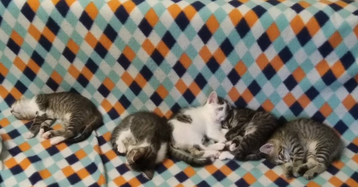 Где Купить Котенка В Краснодаре