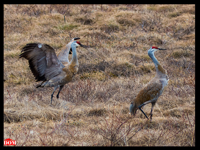 Few autumn animals of Chukotka - My, Dome, Chukotka, Nature, Longpost