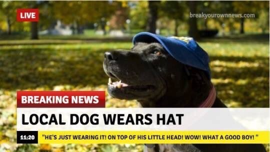 Good news - Dog, news, Hat