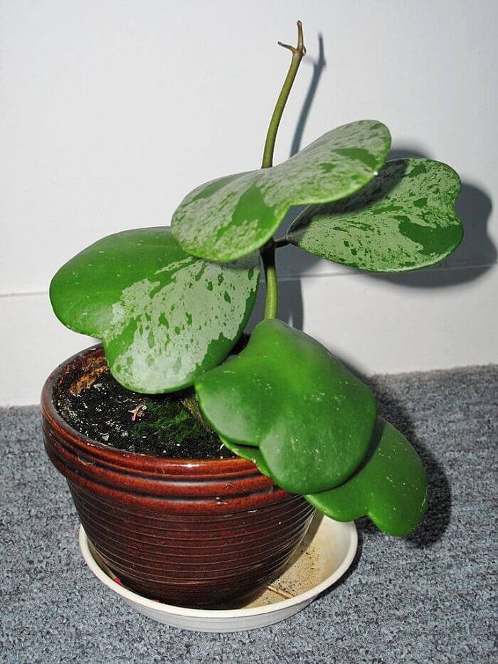 Растение Хойя Фото Уход