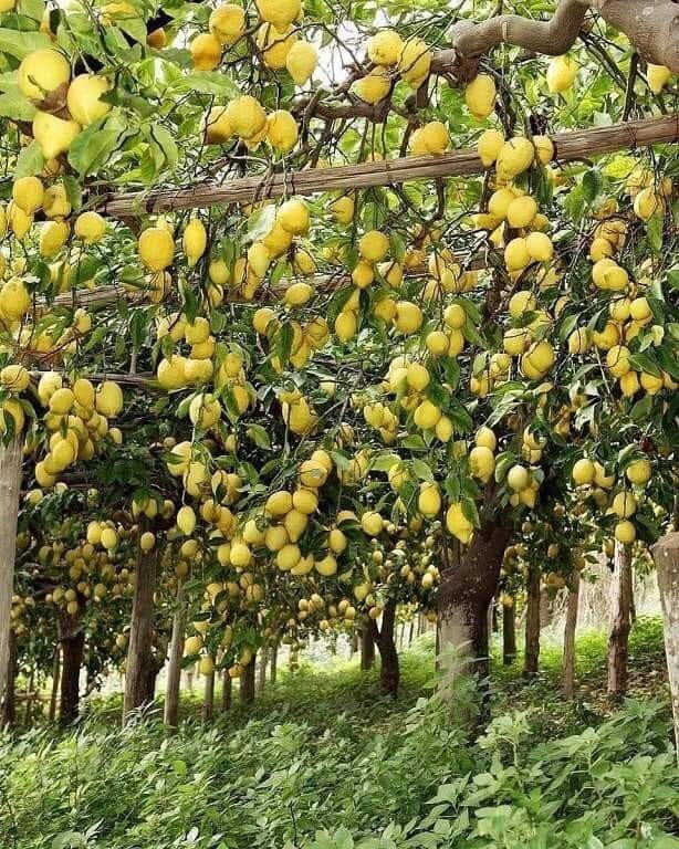 lemon garden - Lemon, Tree, Garden