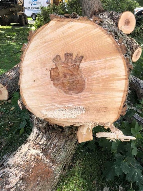 It seems that this tree had a heart - The photo, Tree, Heart