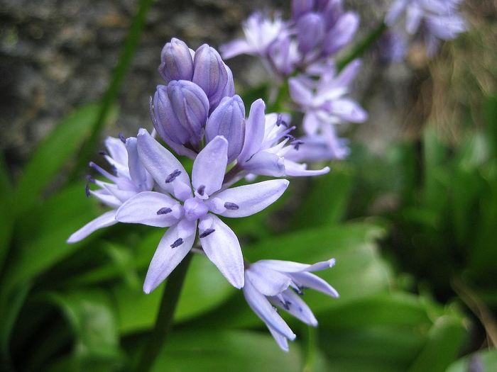 Hyacinth in a pot, at home - My, Hyacinths, Houseplants, Longpost