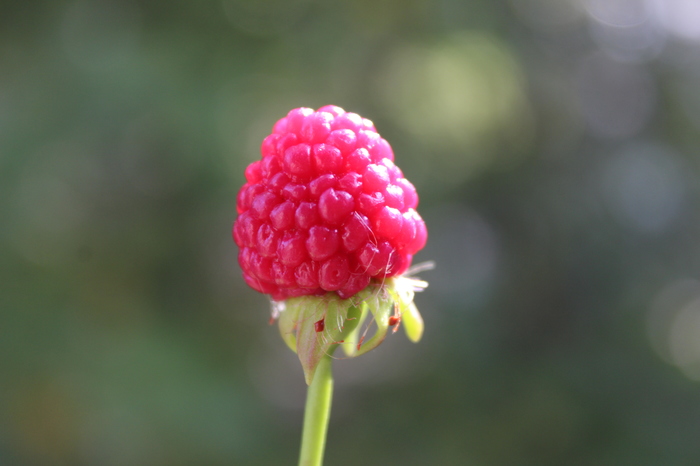 Raspberries - My, Raspberries, , Лепка, Brooch