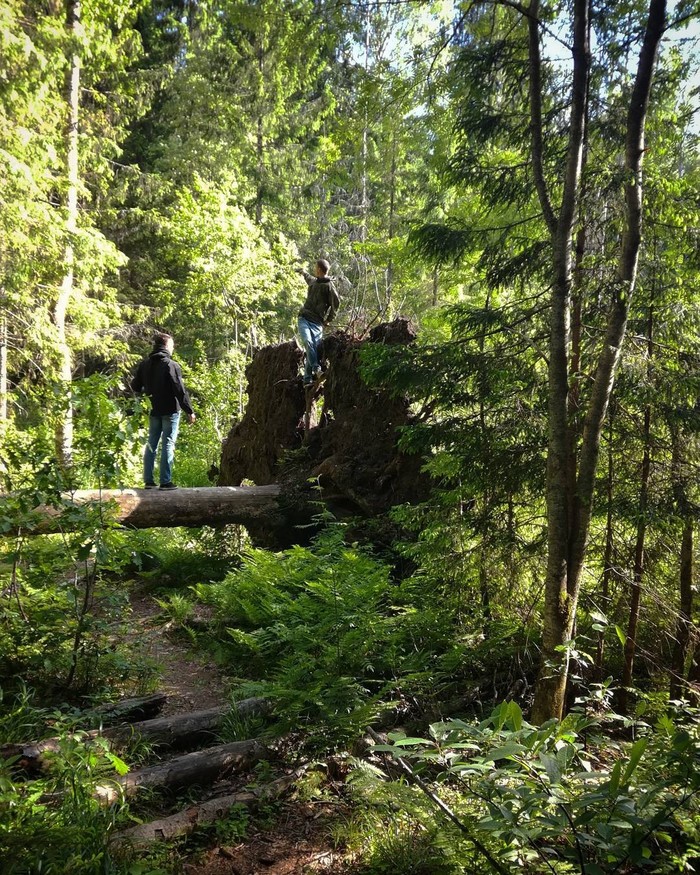 Усадьба М.А. Токарского "Заветное" Заброшенное, Фотография, Лес, Интересное, Длиннопост