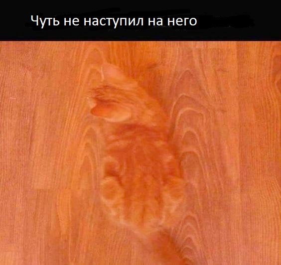 Disguise lvl 98 - cat, Disguise, Camouflage, Stop