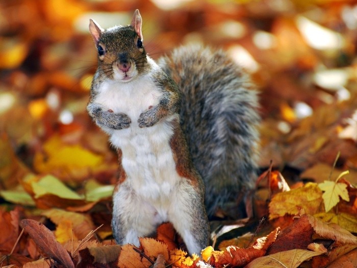 Autumn - Autumn, beauty, Squirrel, The photo
