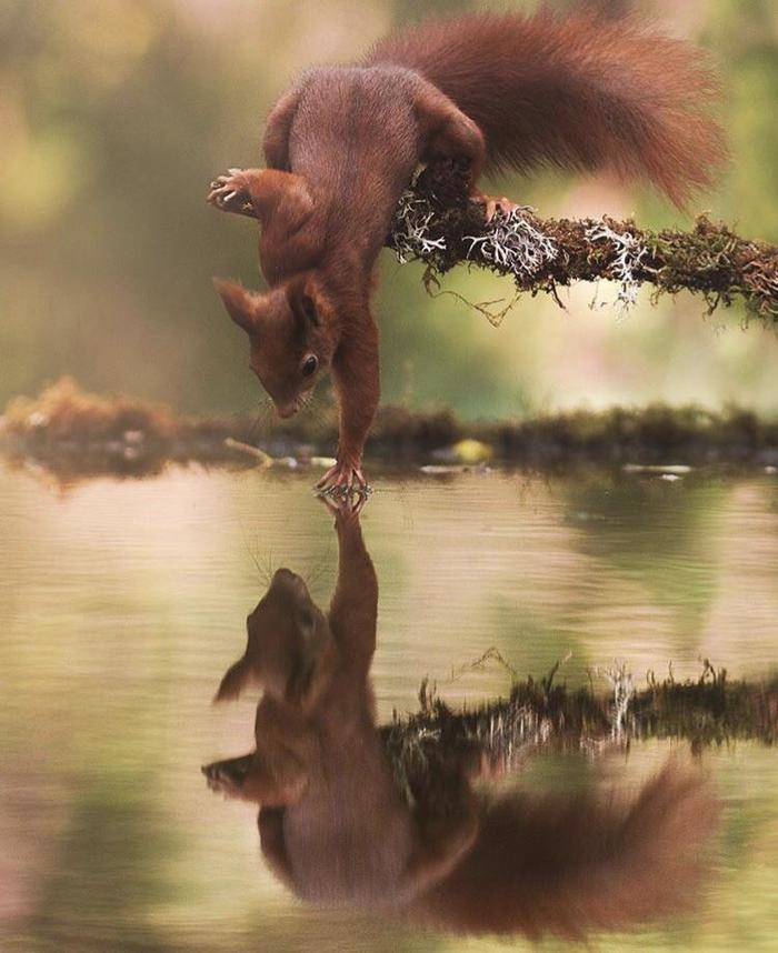 Squirrel touches water - Nature, beauty of nature, Squirrel