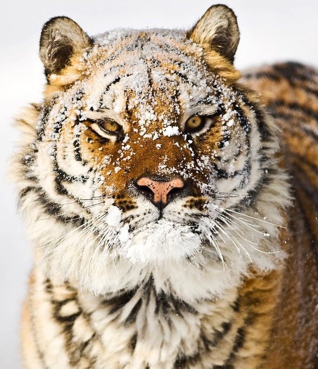 Severe tiger in the snow - Animals, Tiger, Snow, Severity