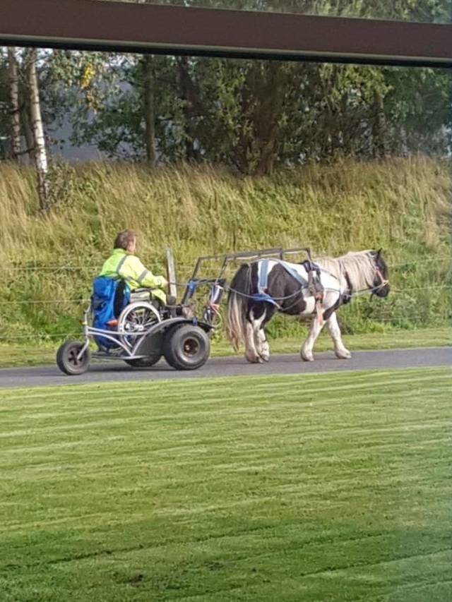 pony therapy - Pony, Wheelchair Disabled, Care, Rest your soul