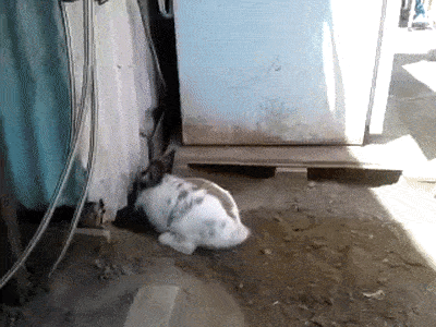 Кролик помогает выбраться котику