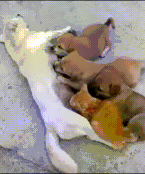 1538244836194938675.gif