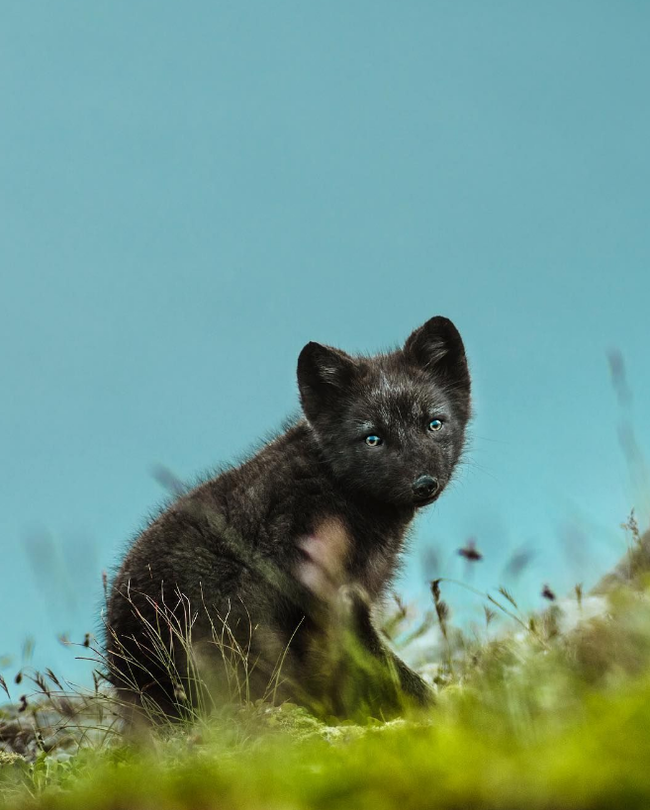 The sky is reflected in the eyes of the polar fox. - Animals, Sky