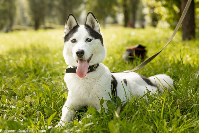    ,    . , ,  ,   ,  , Siberian husky,  