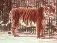 Turan tiger. - Turanian tiger, Tiger, Nature, Longpost