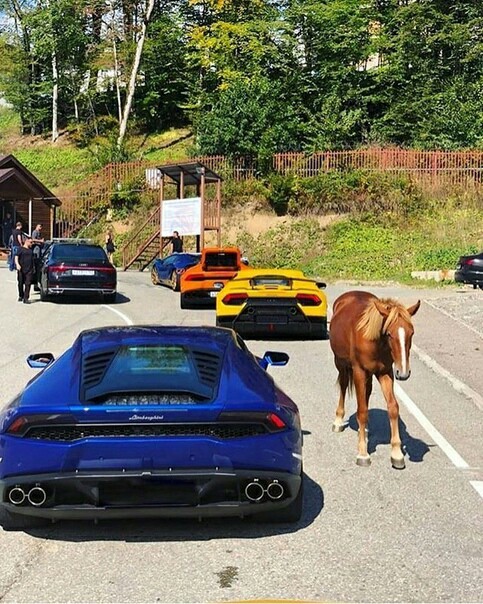 Which Lamba lost her horse? - Sochi, Lamborghini, Horses, From the network