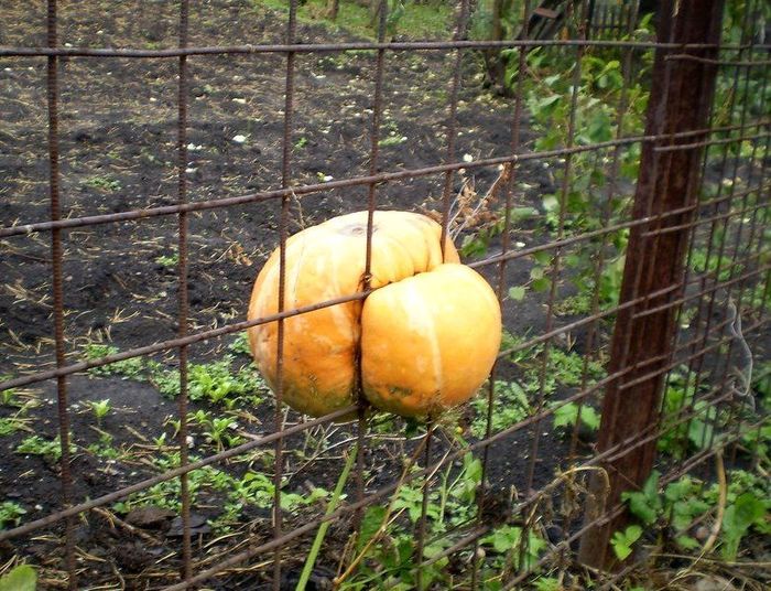 Хочу к вам - Моё, Тыква, Ну вот так выросло, Хочу к вам