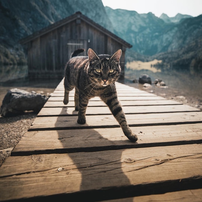 Cat - River, House, cat, The photo, Nature, Milota, The mountains