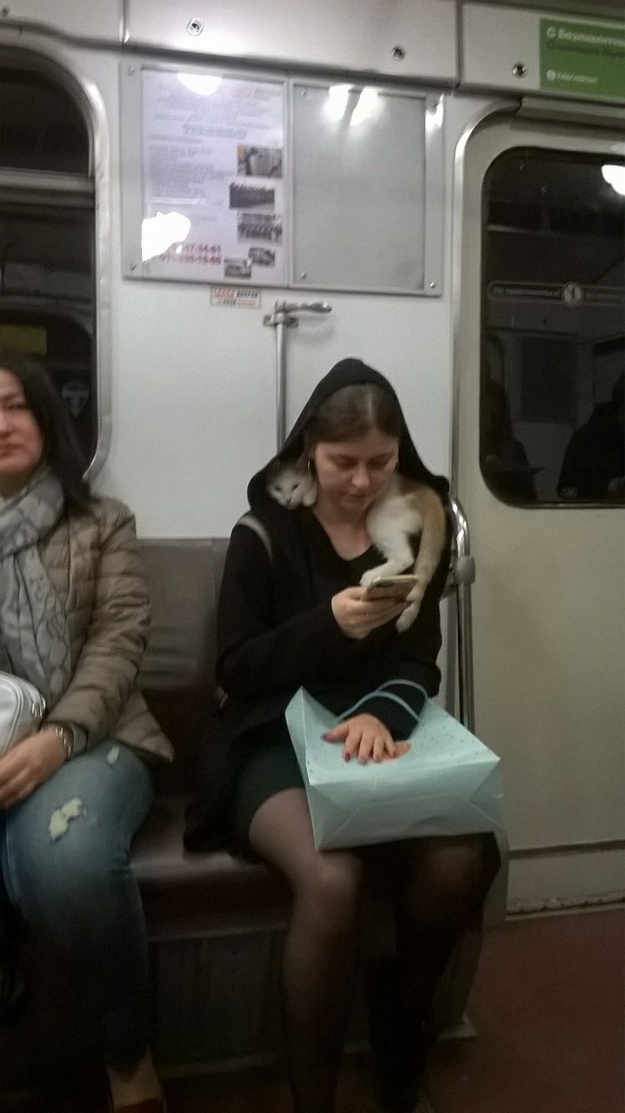 Typical St. Petersburg metro-2 - , Пассажиры, Longpost, Metro, Saint Petersburg, The photo, cat