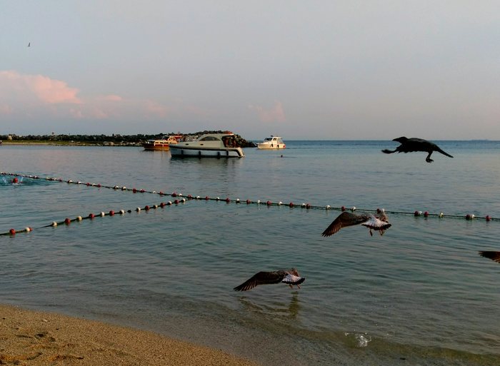 Fly, but low low - Sea, My, The photo, Seagulls