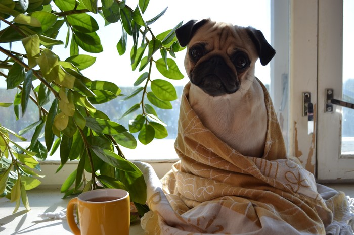 It's cold, waiting for heating) - My, Pug, Dog, Heat, Plaid, Tea, Autumn