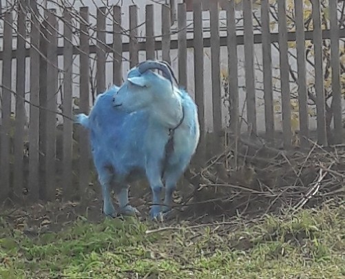 Uzhur blue goat. - Goat, blue