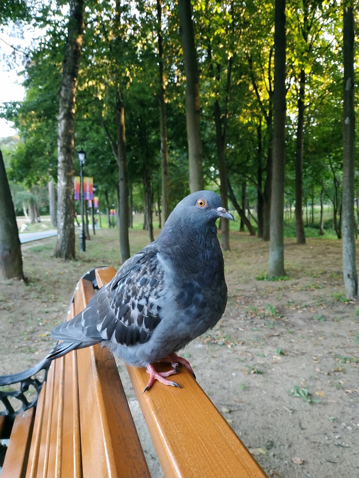 Rest in the park - My, The park, Pigeon