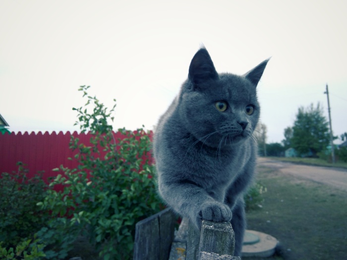 On guard - My, cat, Fence