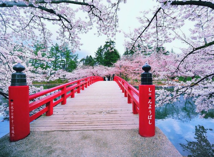 Japanese good morning - Japan, Sakura, Nature