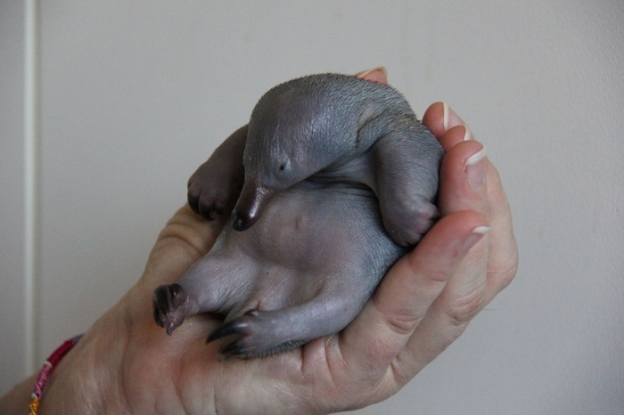 Baby echidna =)) - Animals, Echidna, Young