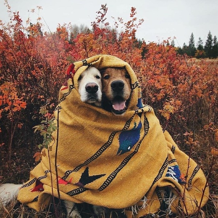 Warm up) - Autumn, Dog, Plaid, Warming, Best friends, Friends