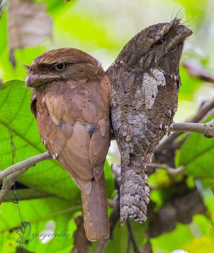 Offended - Birds, The photo, Smoky frog, Ornithology