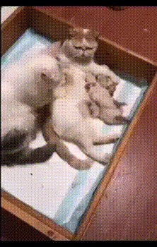 Заботливый папка